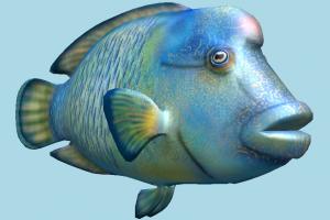 Humphead Wrasse Humphead Wrasse-2